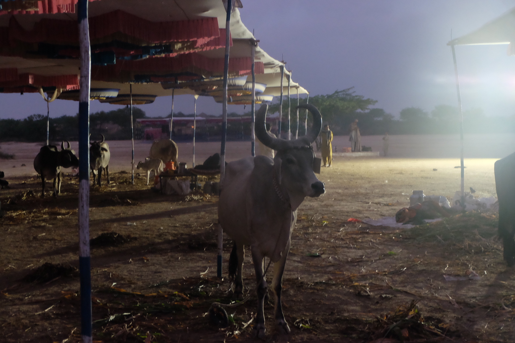 The Banni <em>pashu mela</em>. Credit: Gaurav Madan