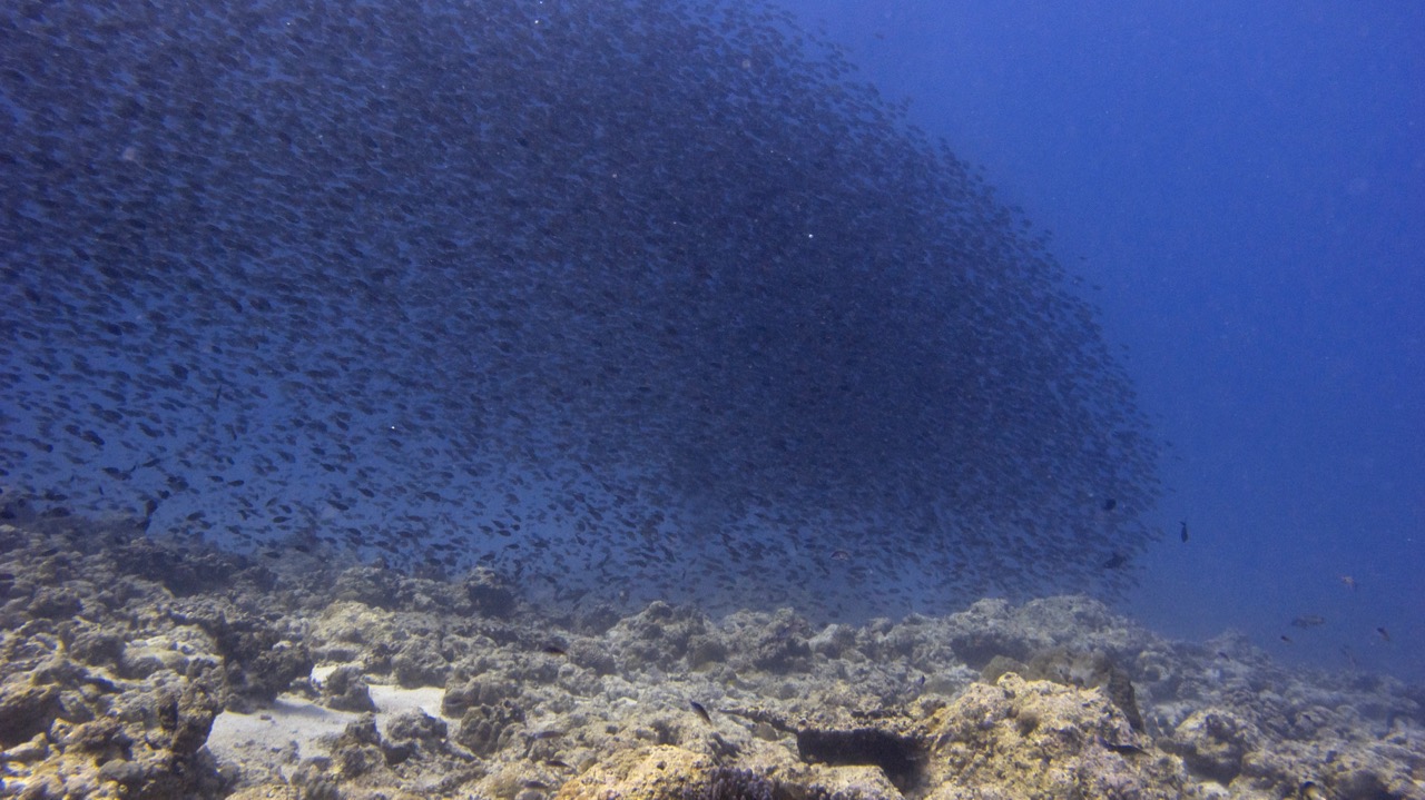 An approaching larval shoal and surgeonfish larvae. Credit: Rucha Karkarey