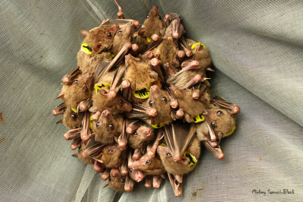 A group of Egyptian fruit bats that featured in the study. Credit: Michal Samuni-Blank