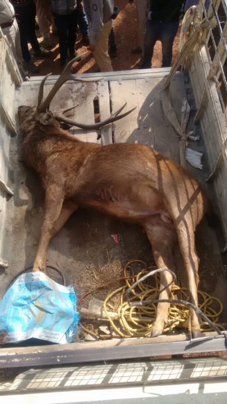 A poached Sambar stag seized during New Year’s arrest in Bhadra Tiger Reserve. Credit: WCS-India via Mongabay