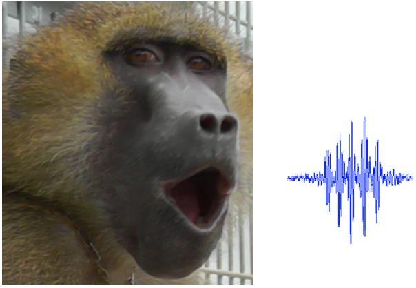 A baboon vocalising. Credit: Joel Fagot