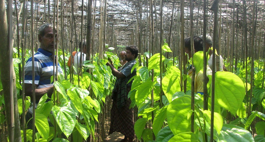 A betel leaf vineyard in Jagatsinghpur district of Odisha. Credit: Basudev Mahapatra/Village Square