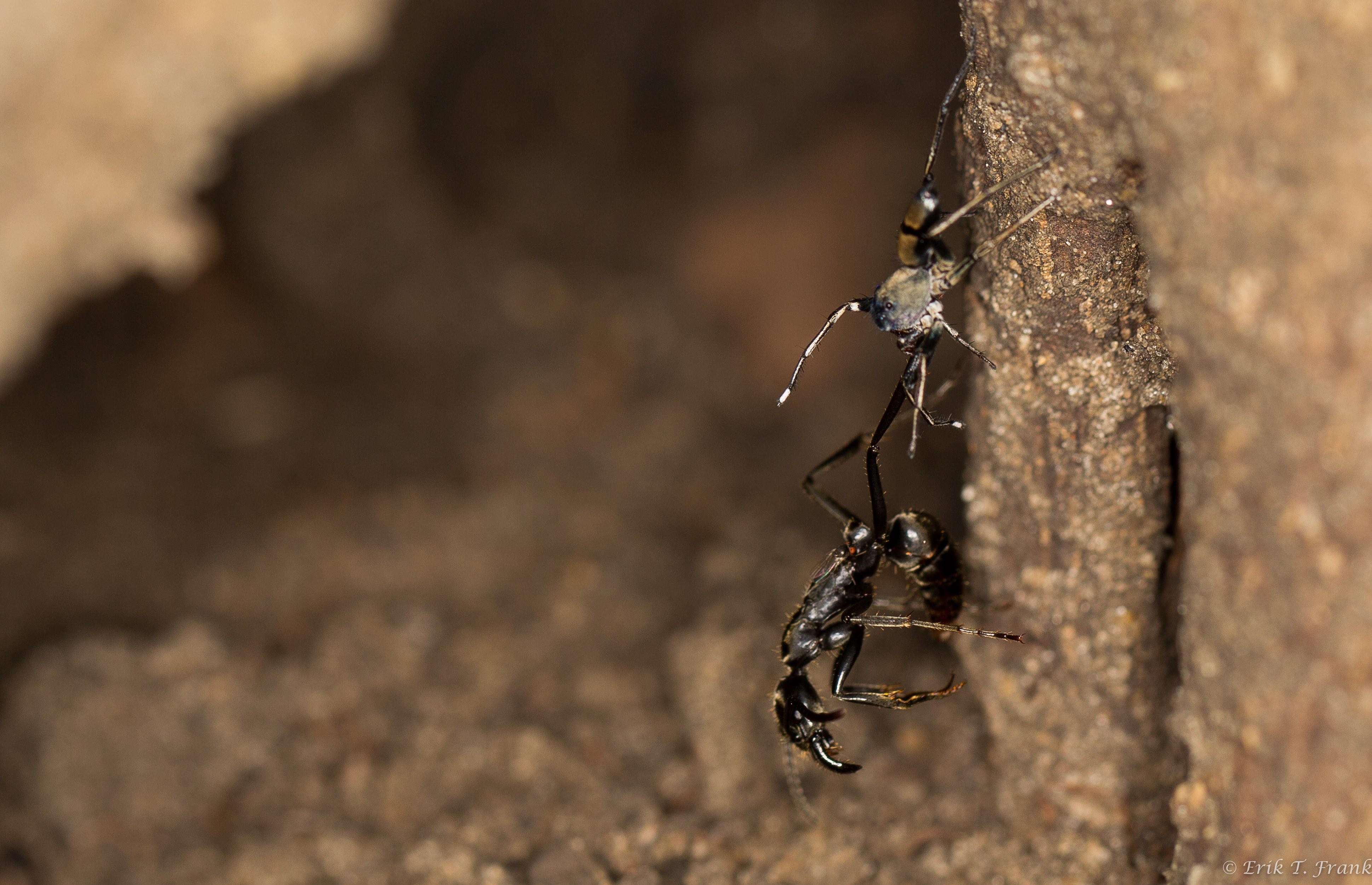 An injured ant is ambushed by a jumping spider while returning from the hunting ground alone. Credit: Erik Frank