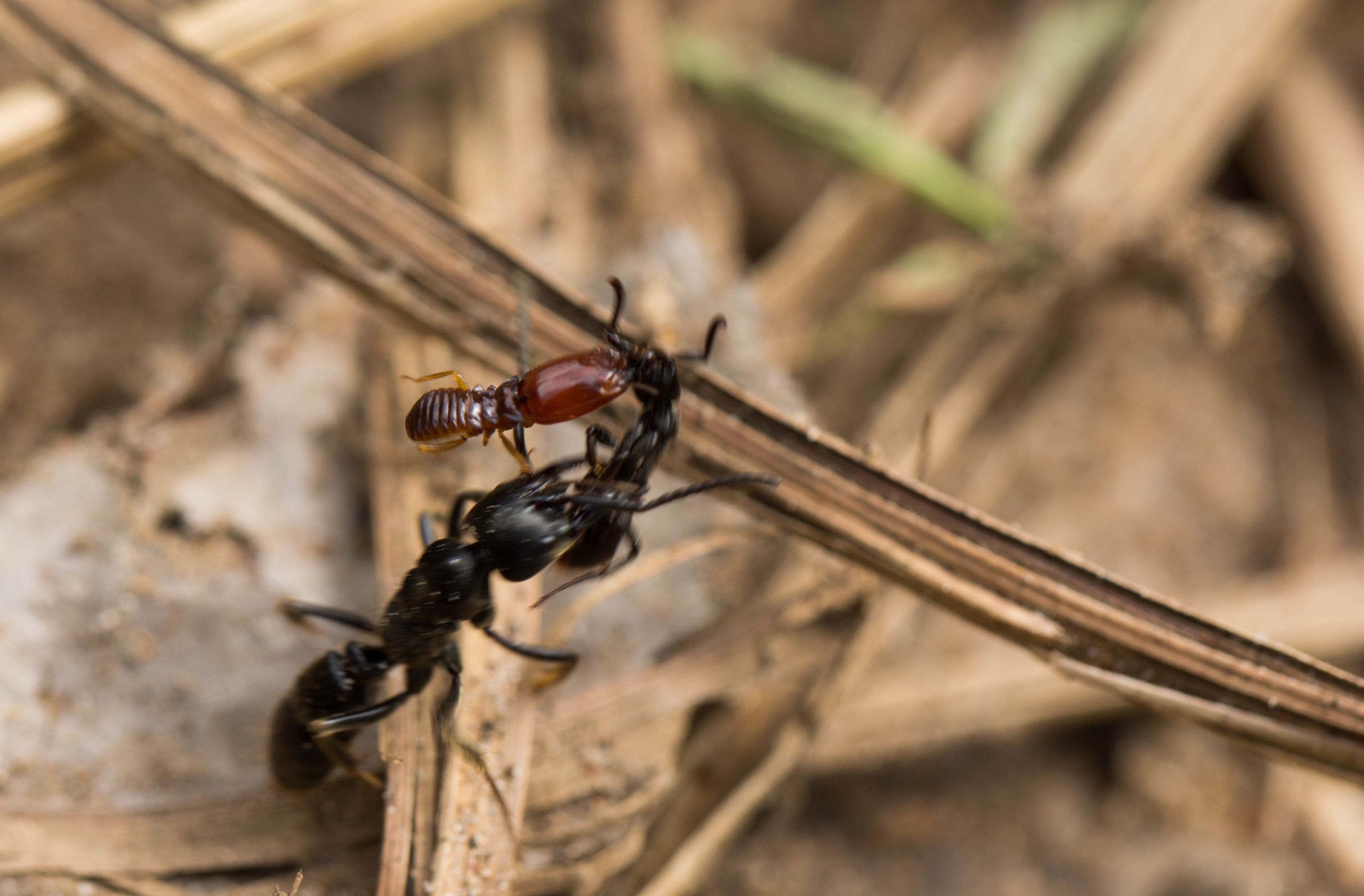 An ant handicapped by a clinging termite is carried off by a foraging African stink ant. Credit: Erik Frank