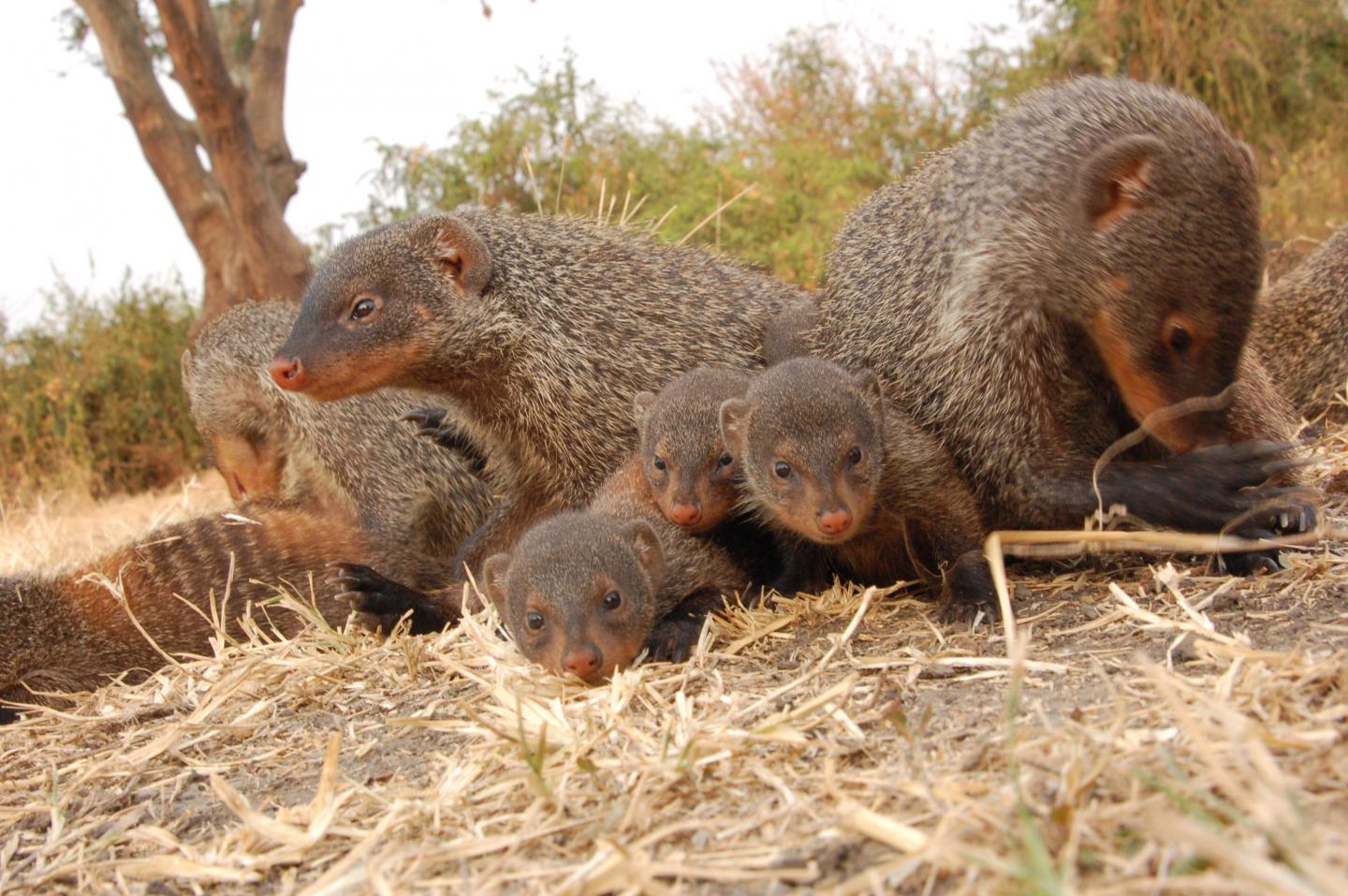 Mongoose pups are raised communally. Credit: Harry Marshall