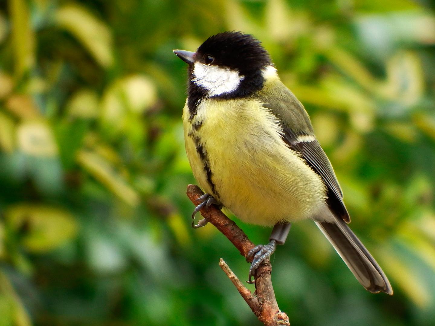 Great tits cope with loss of a flock-mate by building stronger ties with others. Credit: Molly Harwood