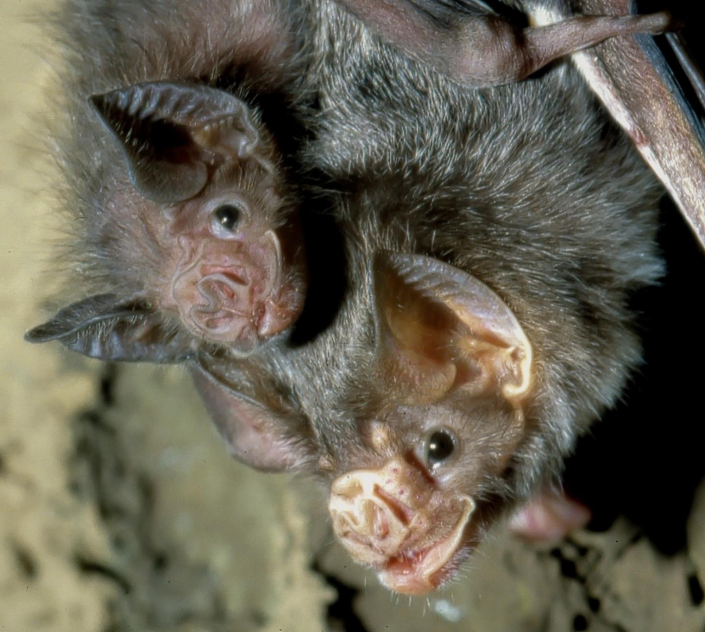 A common vampire bat mother with young. Credit: Uwe Schmidt