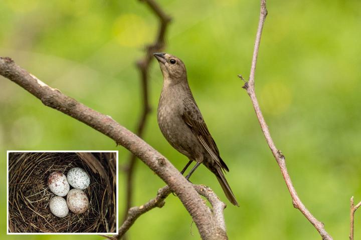 Cowbird moms pay attention to the size of eggs in the nests they choose for egg-laying. Inset: Two cowbird eggs (the two larger ones in the nest of a northern cardinal. Credit: Loren Merrill; Inset photo by Scott Chiavacci