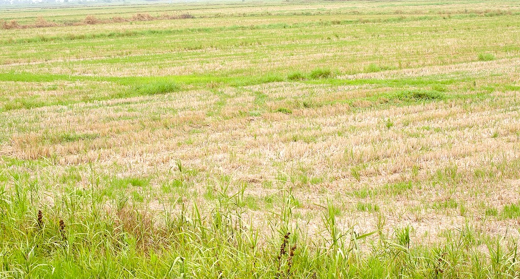 The dry agricultural fields in Pullu. Credit: S. Gopikrishna Warrier