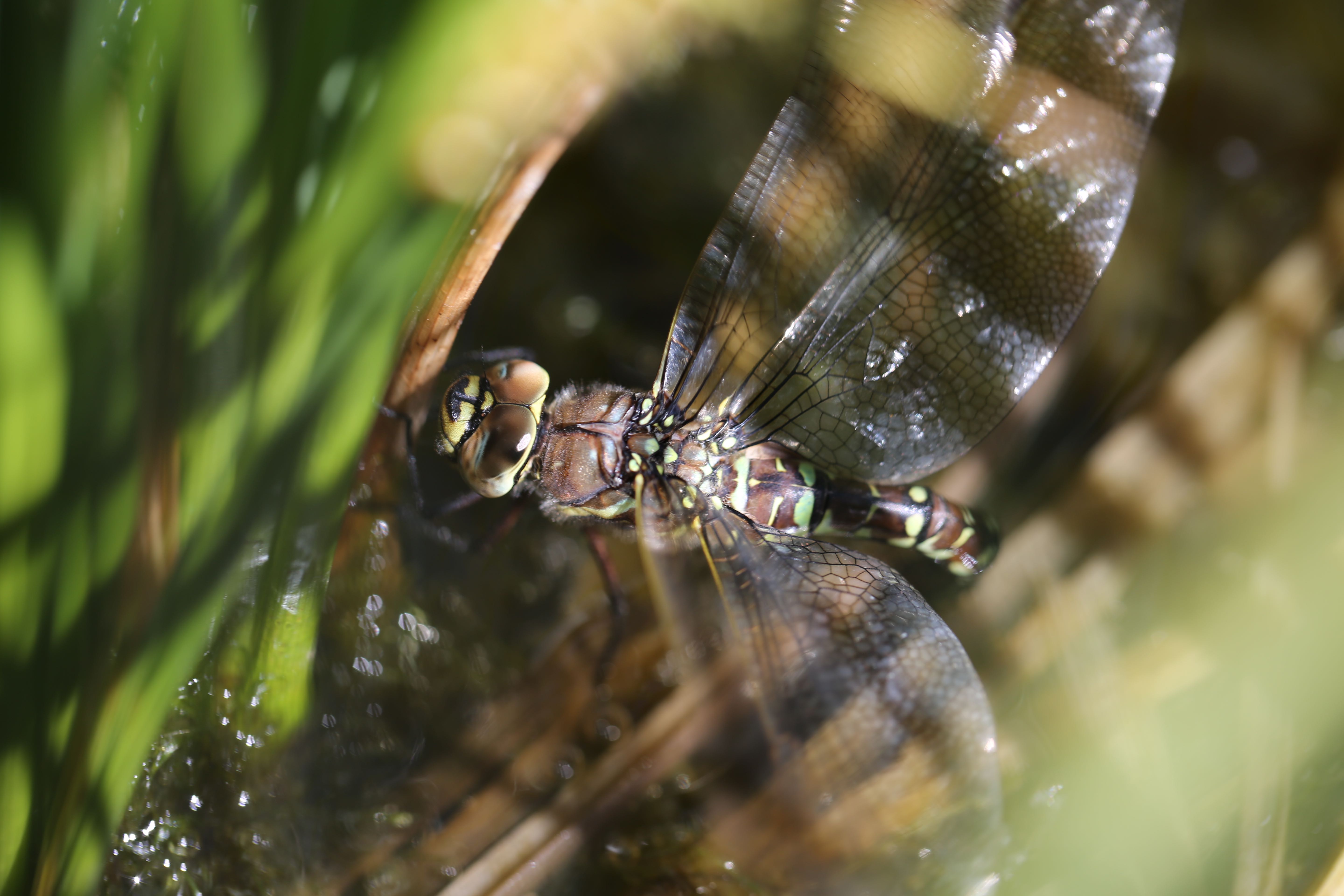 A common hawker dragonfly. Credit: Rassim Khelifa