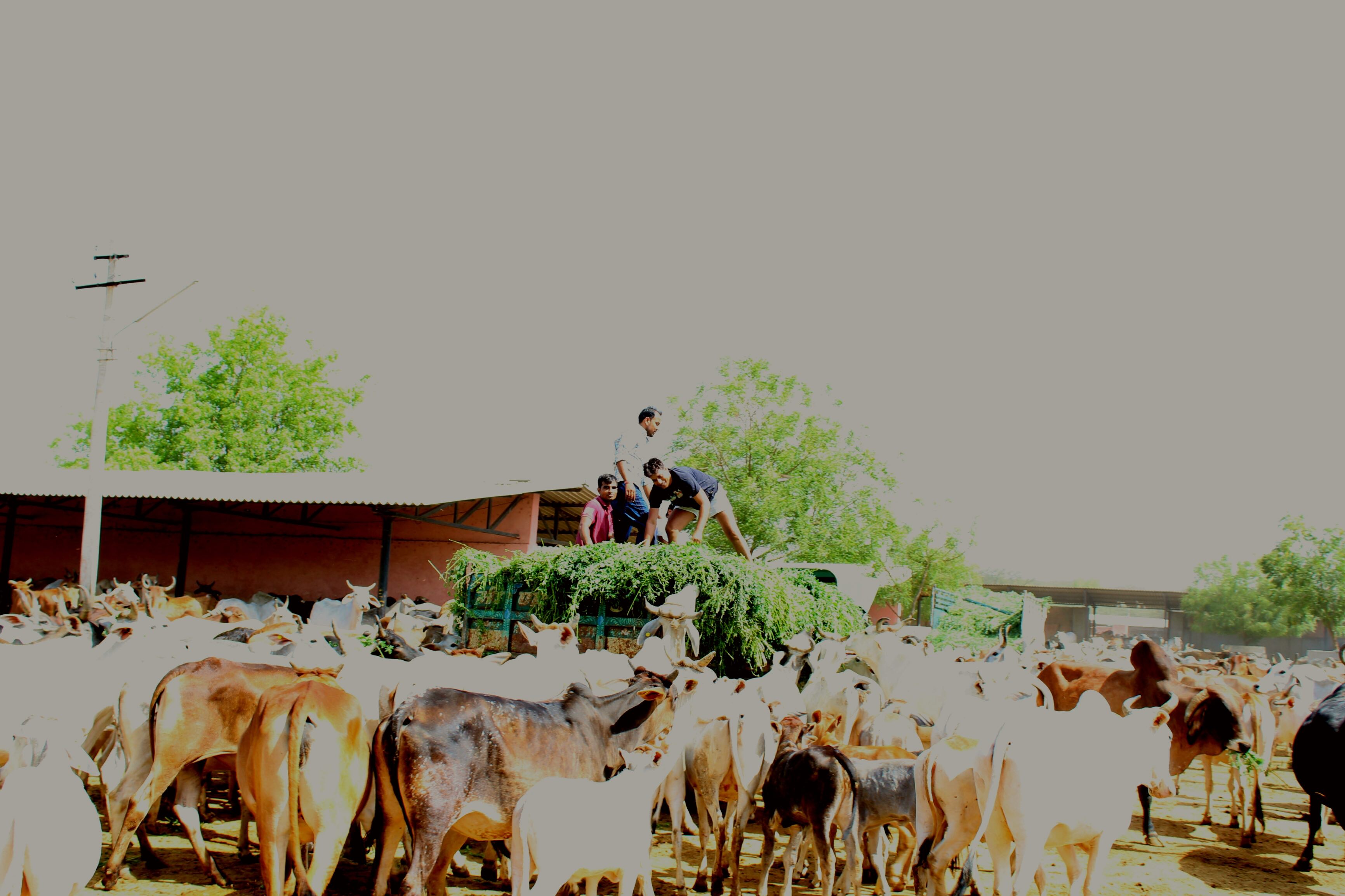 Workers feeding cows in one of the sheds at Hingonia Gaushala. Credit: Shruti Jain