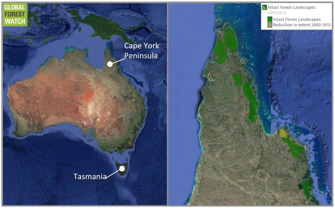 The survey will be taking place in northern Australia’s Cape York Peninsula, thousands of miles from the thylacine’s last stronghold of Tasmania. Satellite data show the region still boasts significant expanses of intact forest landscape — areas of native vegetation cover that are large and undisturbed enough to retain their original biodiversity levels. Credit: Google Earth