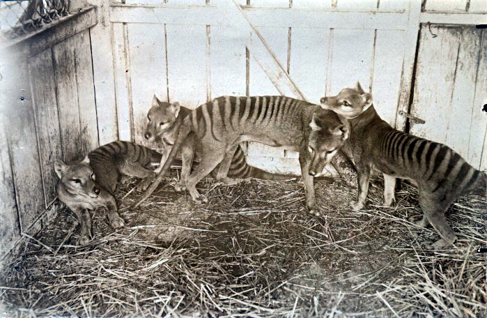 A thylacine family in a zoo in Hobart, Tasmania, 1910. Credit: Wikimedia Commons