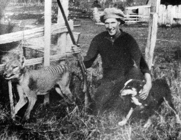 The last thylacine killed in the wild was reportedly shot by farmer Wilf Batty in 1930. In the unlikely event of a thylacine rediscovery, researchers say they hope the government would enact swift, strict protections. Credit: Wikimedia Common