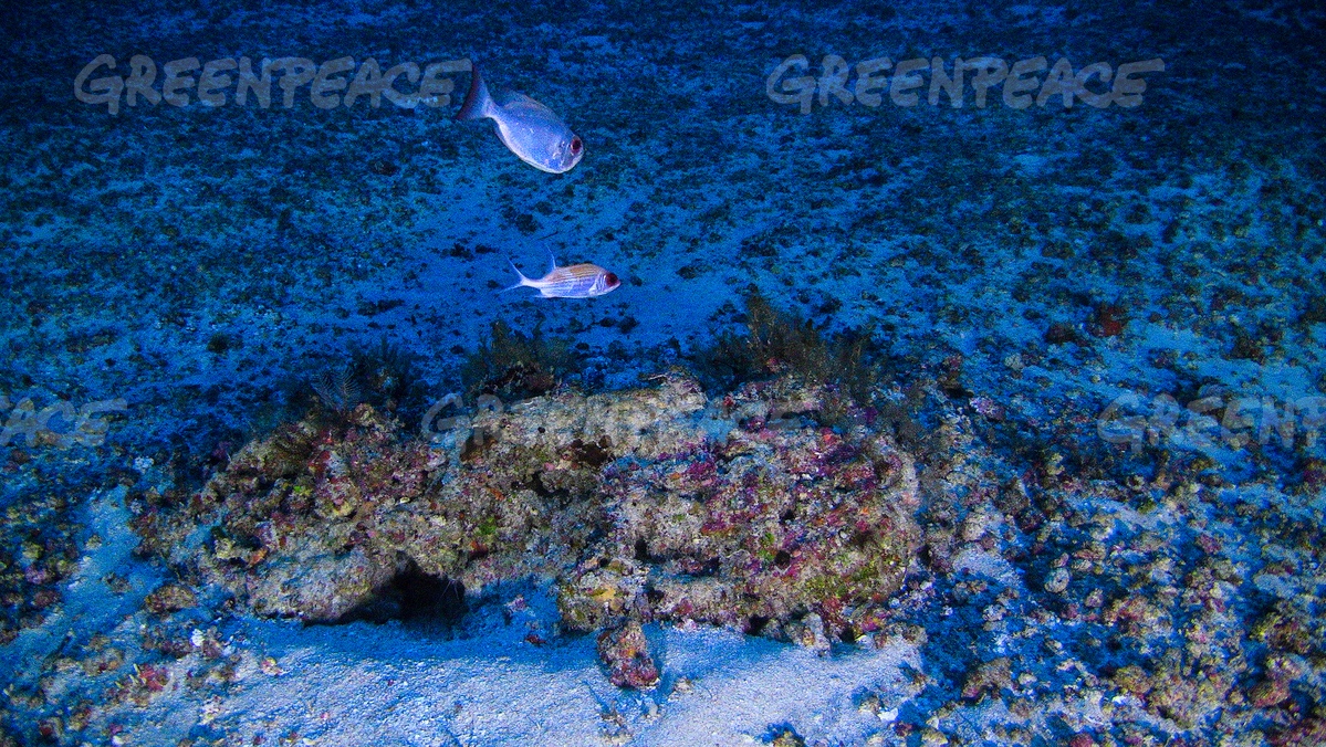 A view of the Amazon reef underwater. Credit: Divulgação/Greenpeace