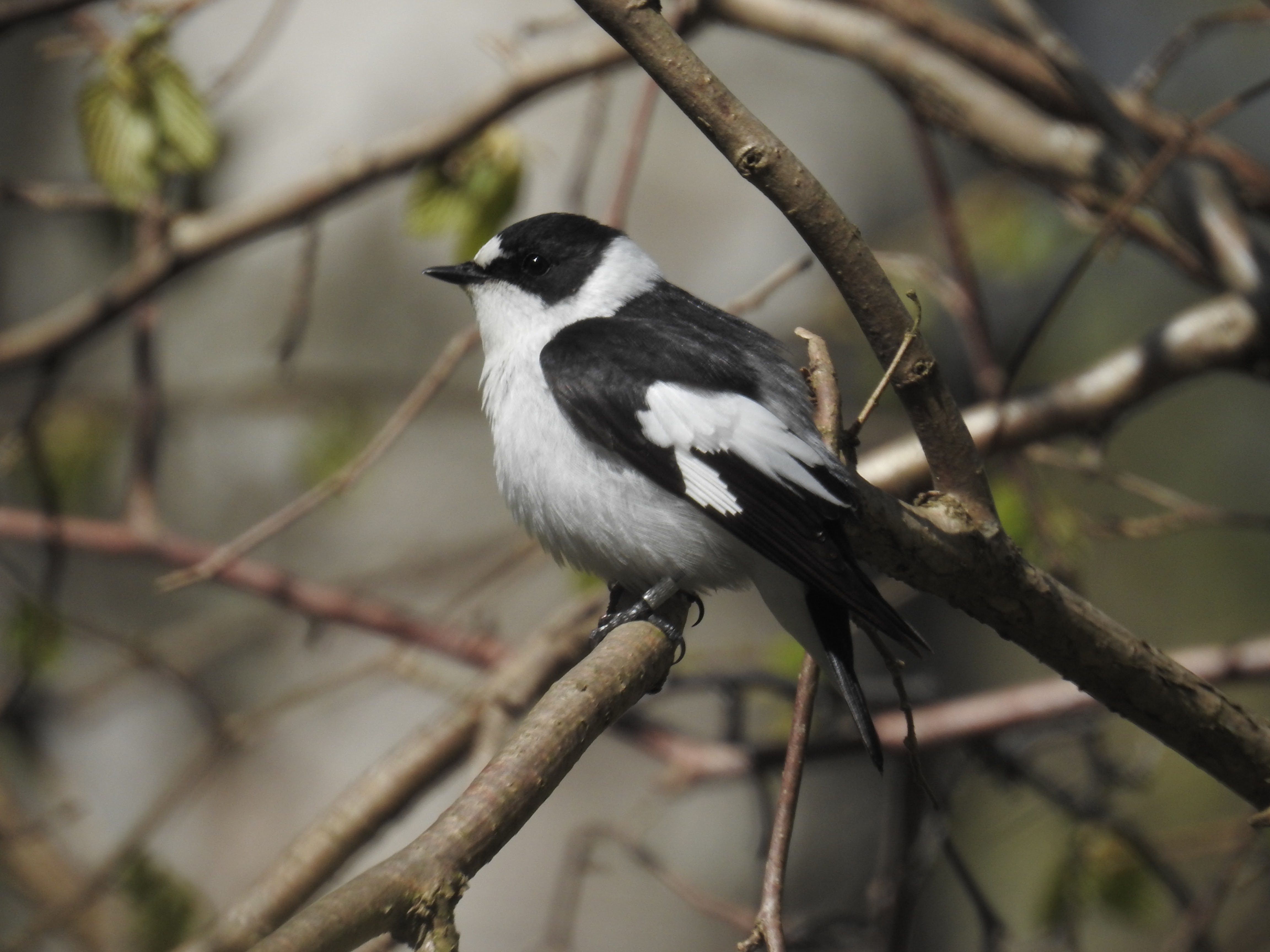 An adult male collared flycatcher. Credit: Fernando Mateos-Gonzale
