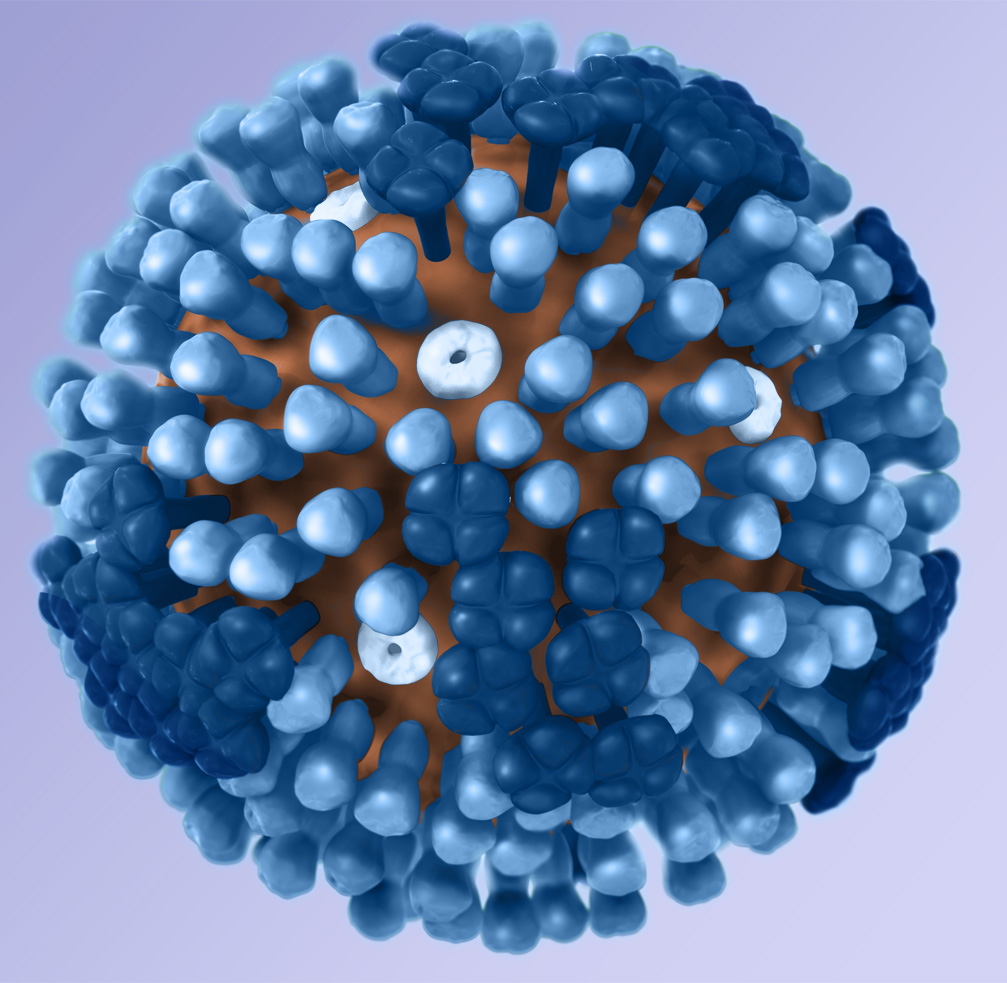 Graphical representation of a generic influenza virus. Credit: CDC