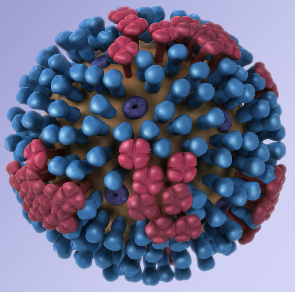 Graphical representation of a generic influenza virus. Credit: CDC