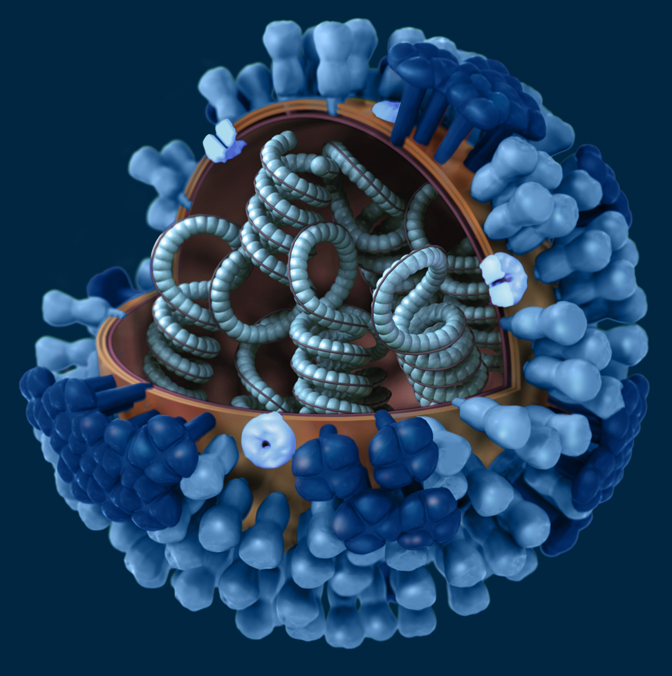 Graphical representation of a generic influenza virus. Credit: CDC