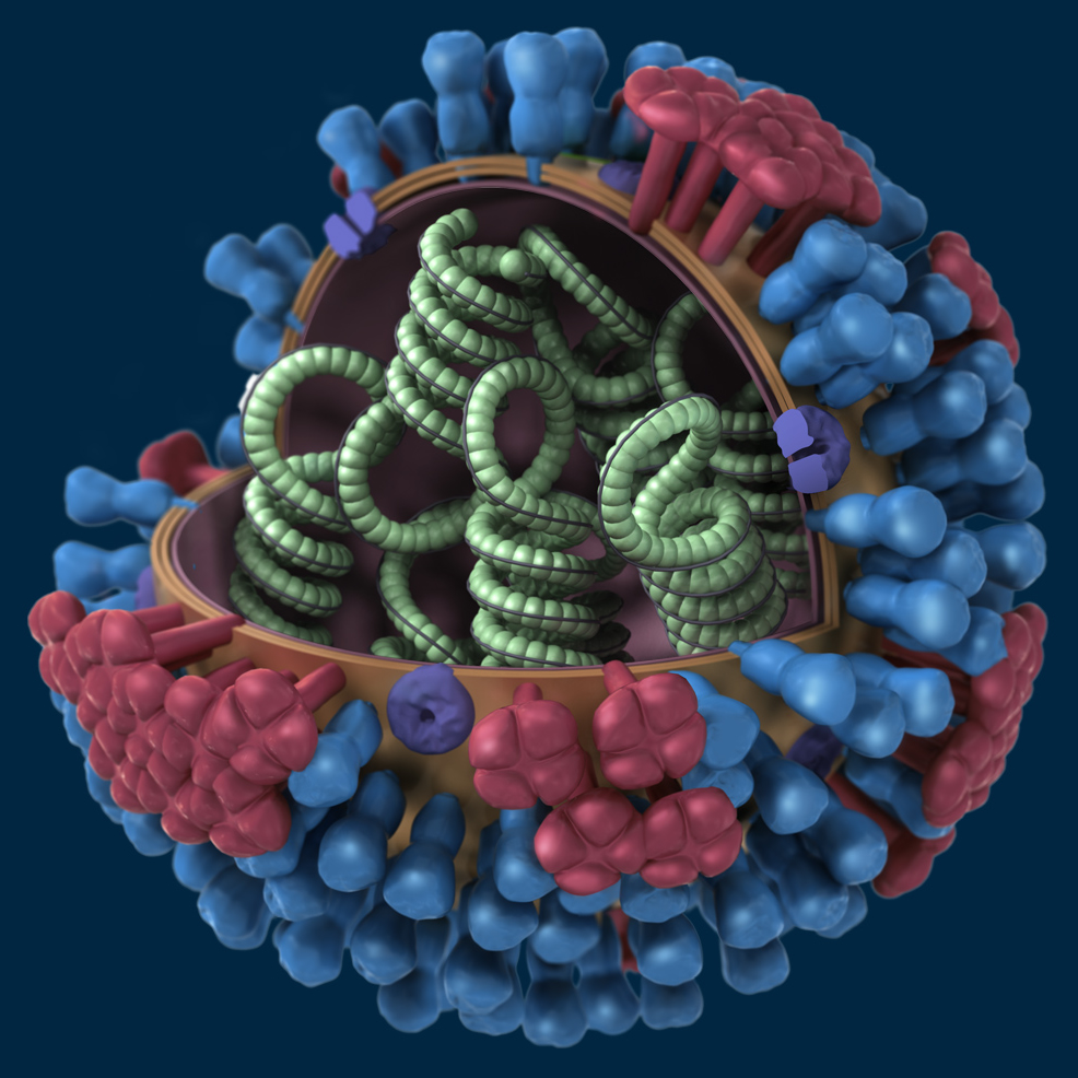 Graphical representation of a generic influenza virus. Credit: CDC