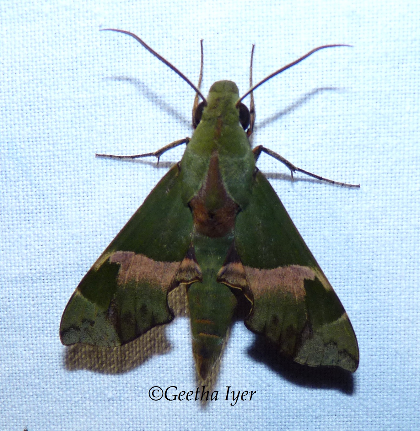 A hawkmoth. Credit: Geetha Iyer