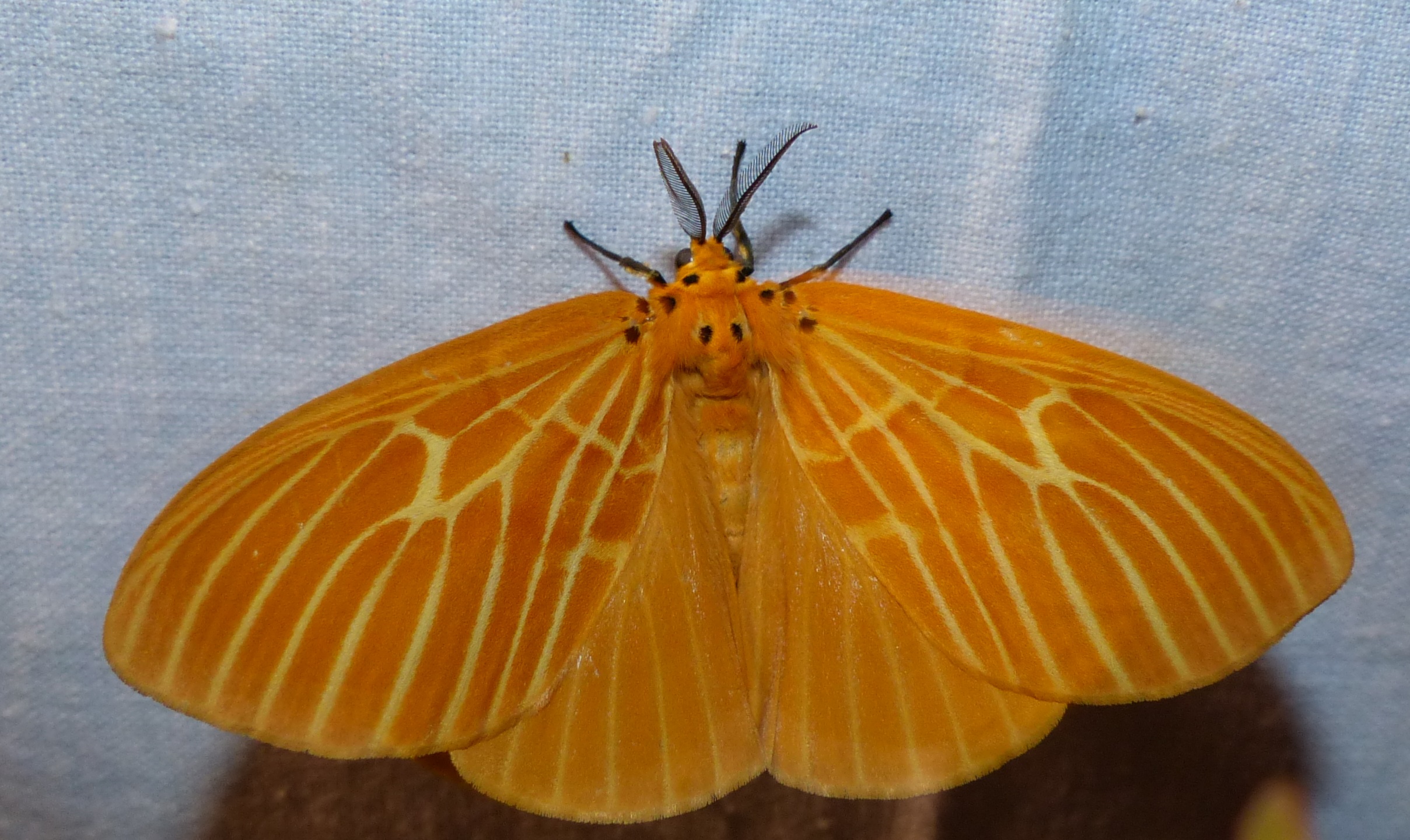 A moth of the Noctuidae superfamily. Credit: Geetha Iyer