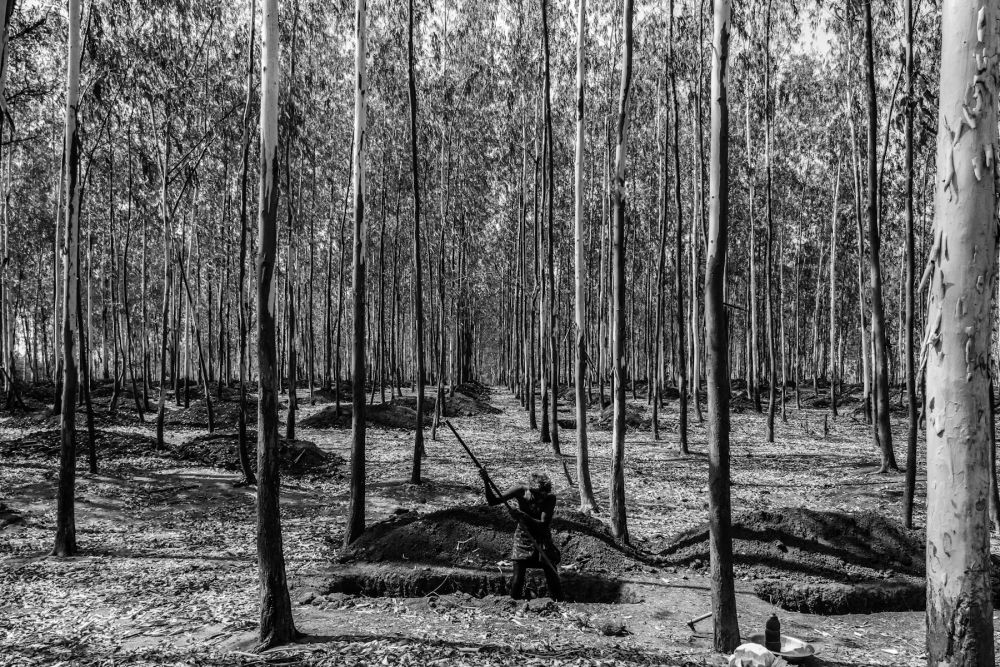 The landscape of Jayashanker Bhupalpally district is dotted with eucalyptus and teak plantations. Credit: Javed Iqbal