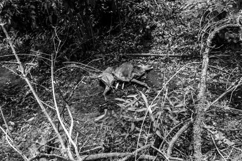 During the attack by the forest department and the police a young calf was killed after being beaten by the police. Credit: Javed Iqbal