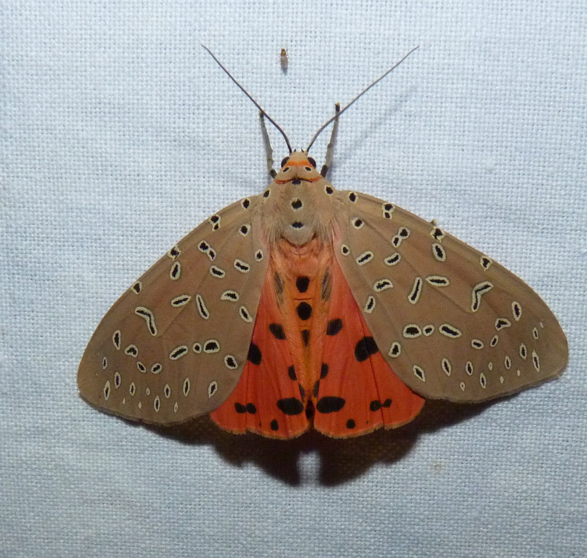 Tiger moth. Credit: Geetha Iyer