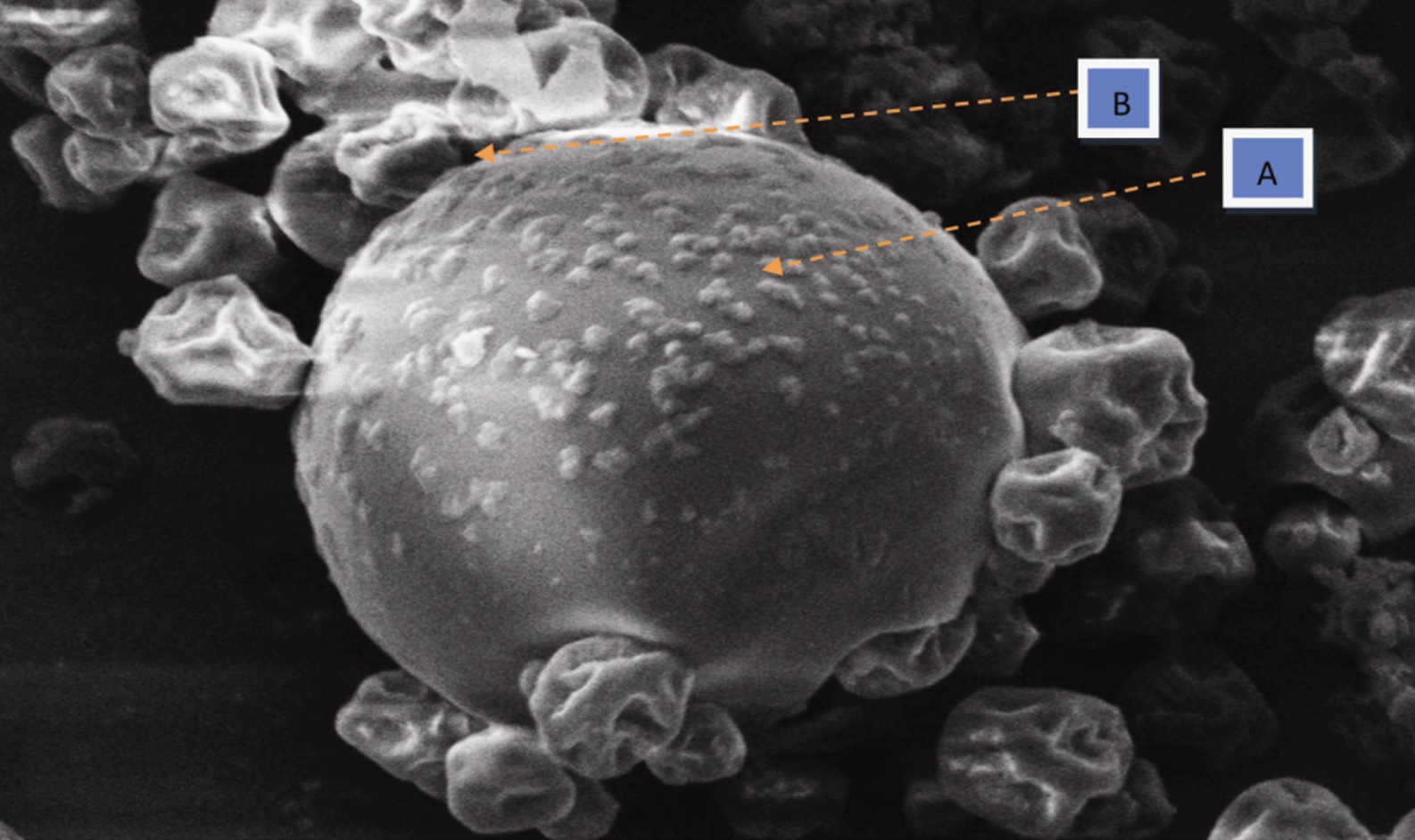 Scanning electron microscope image of a P. luminescens secretion in nanoparticle form (A), about 8 μm wide. Gum arabica particles are also visible (B). Credit: doi: 10.18520/cs/v112/i11/2312-2316