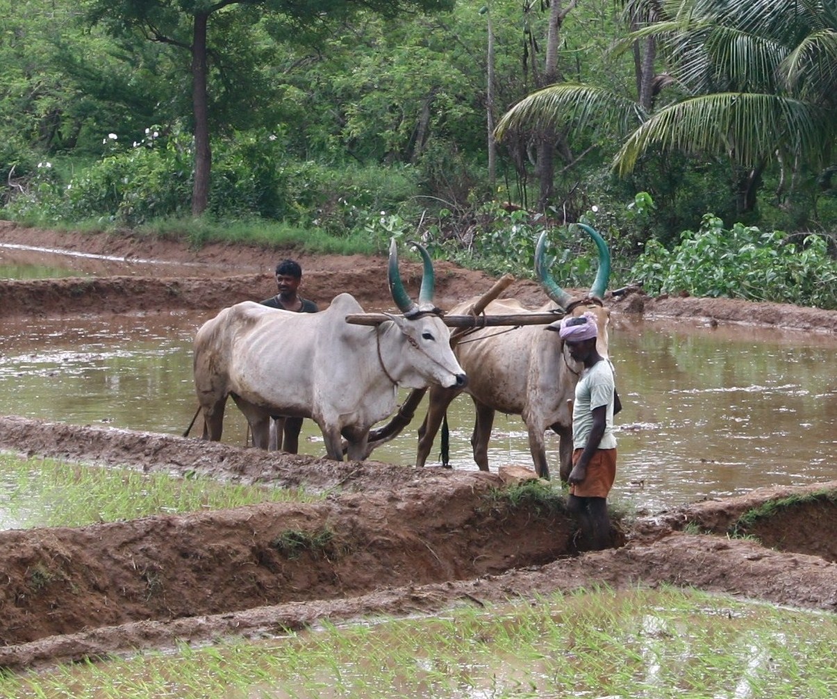 A rice field in South India. Credit: Wikimedia