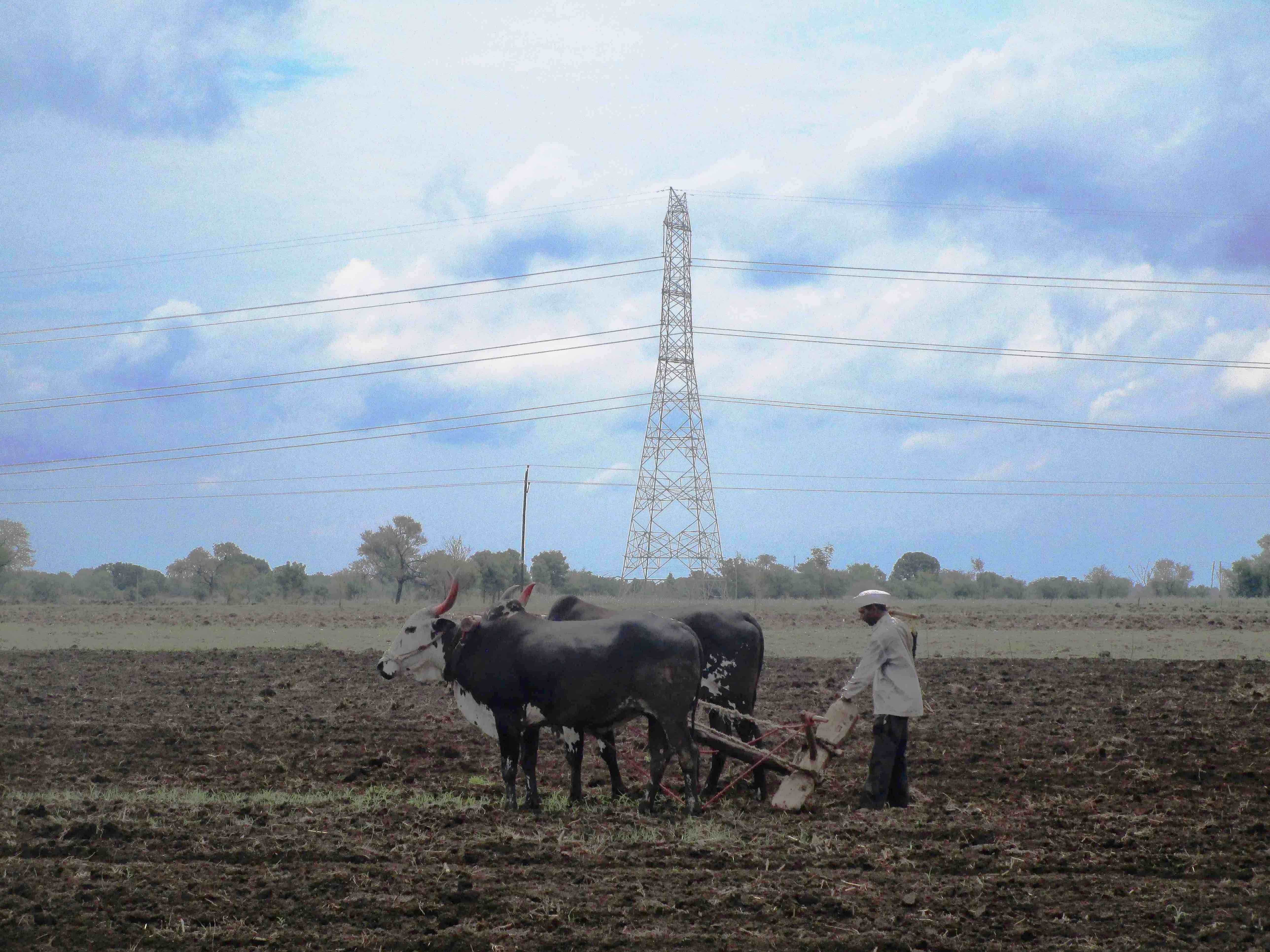 Farmers say the cost of production has spiked in the last few decades. Because the input costs are high and returns are low coupled, farming has become unprofitable, especially with erratic rains. To prepare the land for sowing, most farmers now use tractors; small/marginal farmers rent them for Rs 4,000. Earlier, the tractor's job was performed by the farmers' bullocks. Credit: Nidhi Jamwal