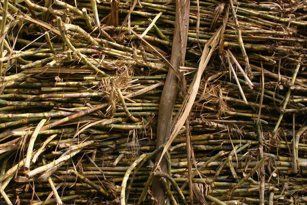 Sugarcane farmers are still owed Rs 2,637 crore in unpaid dues for the 2016-17 season. Credit: Bo Jayatilaka/Flickr CC BY-NC 2.0