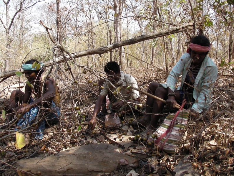Seed collection in the forest during summer. Credit: Madhu Ramnath