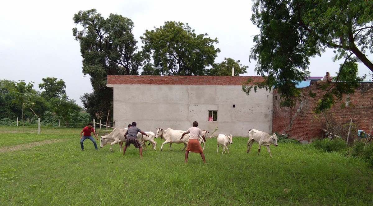 Villagers trying to catch the animals grazing in their fields. Credit: Krishna Kant/The Wire