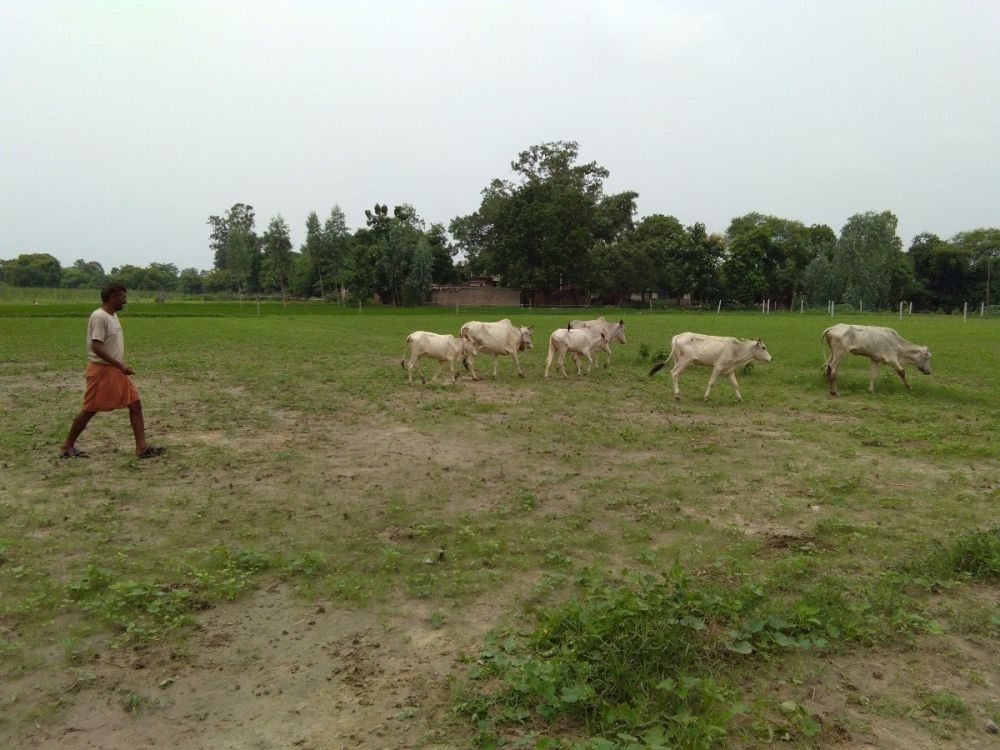 Stray cattle in a field. Credit: Krishna Kant/The Wire