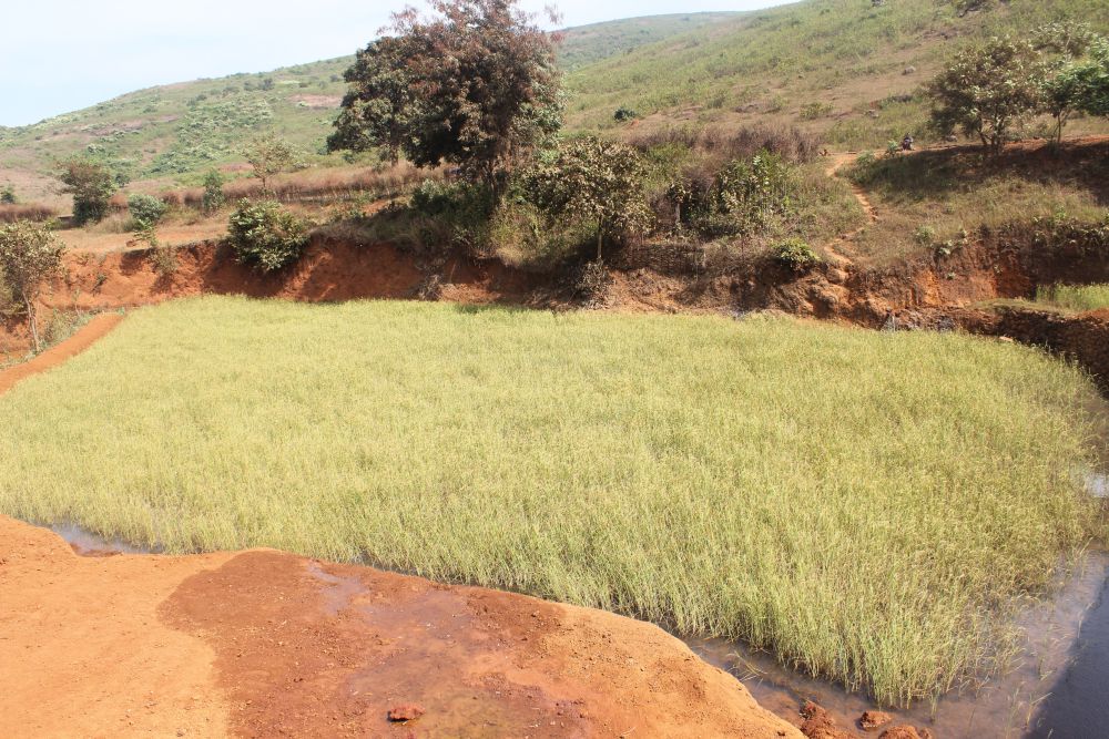 “Earlier the land was fertile. We used to harvest bountiful of paddy, millet, cereal, pulse. But now the yield has reduced substantially. Farming is no more self-sufficient. That is the reason youth are migrating to faraway places like Andhra Pradesh, Kerala”, said Sadhav Muduli, a farmer of Lundrukana village. Credit: Abhijit Mohanty