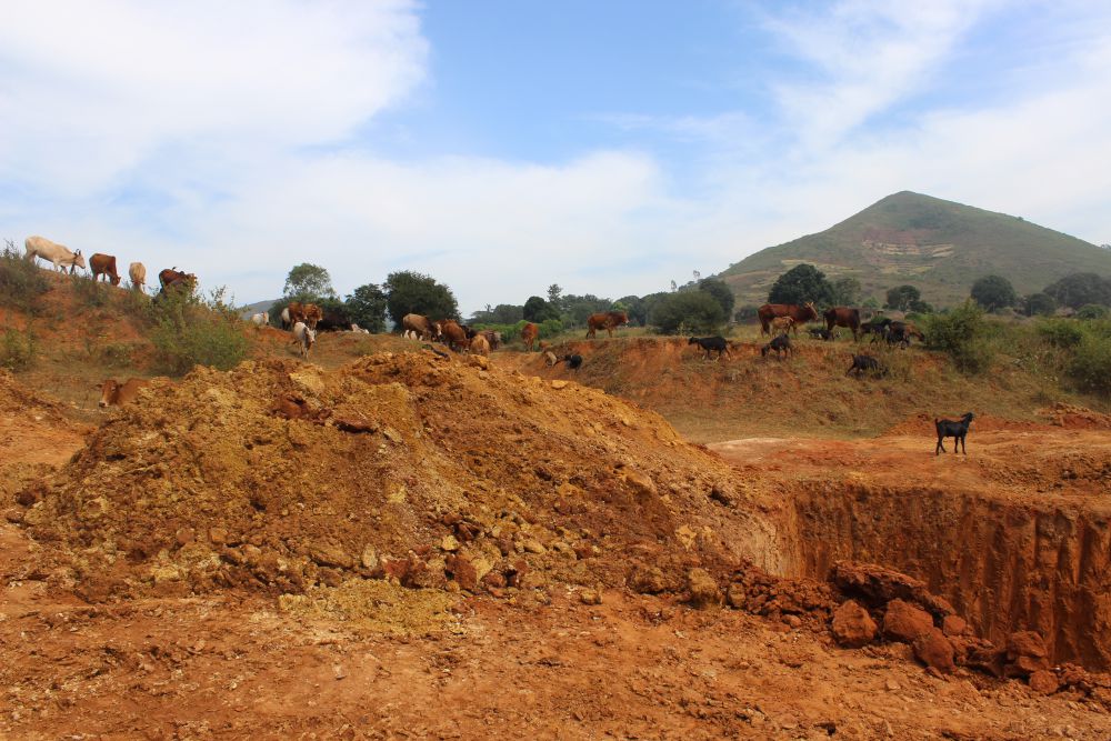 “Domestic animals like sheep, goat, cow and buffalo used to be a very important source of income for us. Ten to 15 years ago every household in our village used to keep these animals. But these days there is a lack of pasture land in the vicinity of our village. You can see dust is everywhere. This is affecting the pasture land. Our animals are not getting enough fodder. They are falling sick very often now a days”, said Joginder Jhodia, a herder of Lundrukana village.