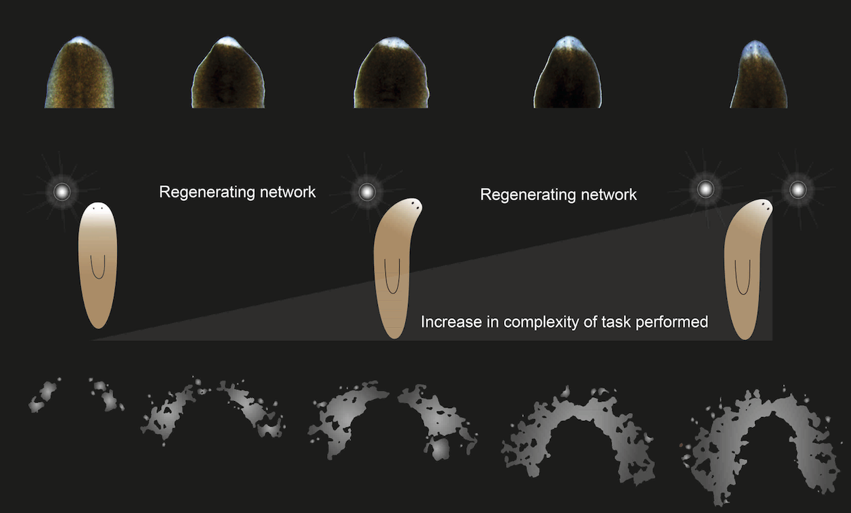 Schematics showing timeline of return of different phototactic abilities during head regeneration in planarians. Few days after regeneration, worms sense light but have no ability to discriminate wavelengths, which is acquired gradually. Credit: Akash Gulyani Lab
