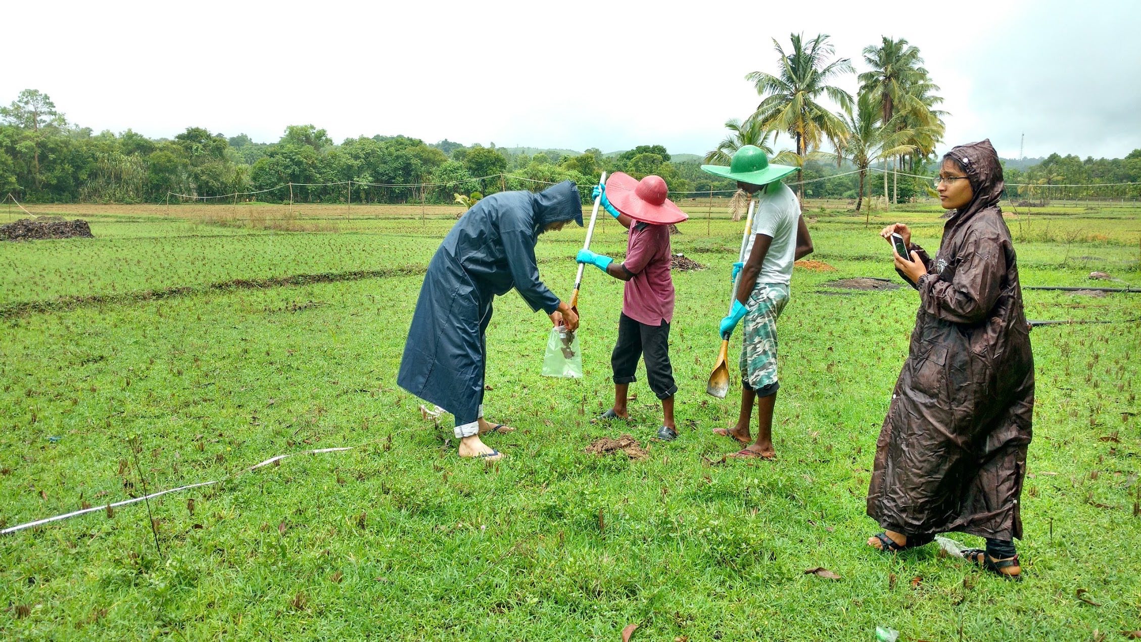 The Manipal researchers collect soil samples from Nagarathna's field to look for B. Pseudomallei. Credit: Priyanka Pulla