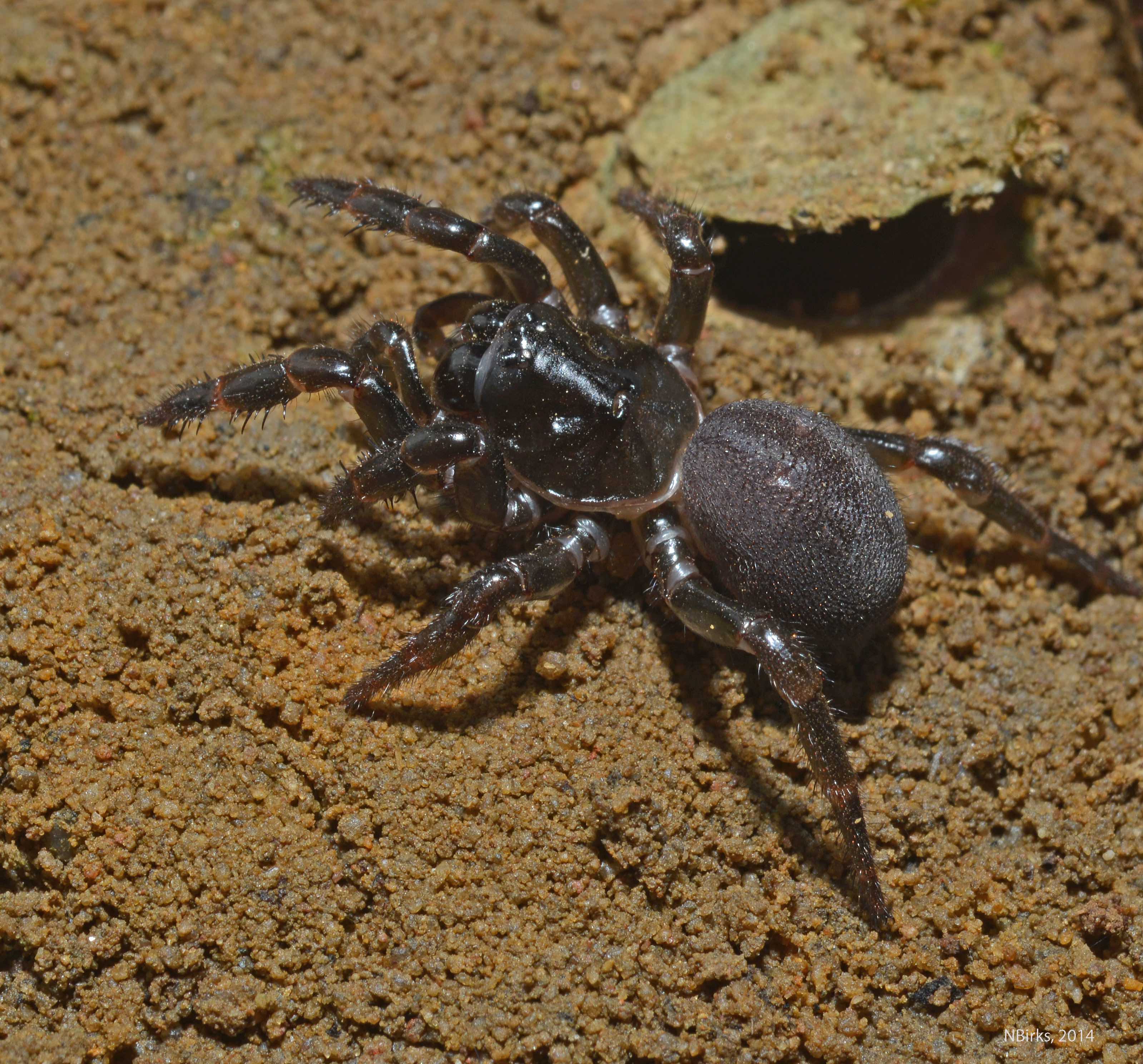 This Australian trapdoor spider traveled across the Indian Ocean from South Africa to settle in Australia. Credit: Nick Birks