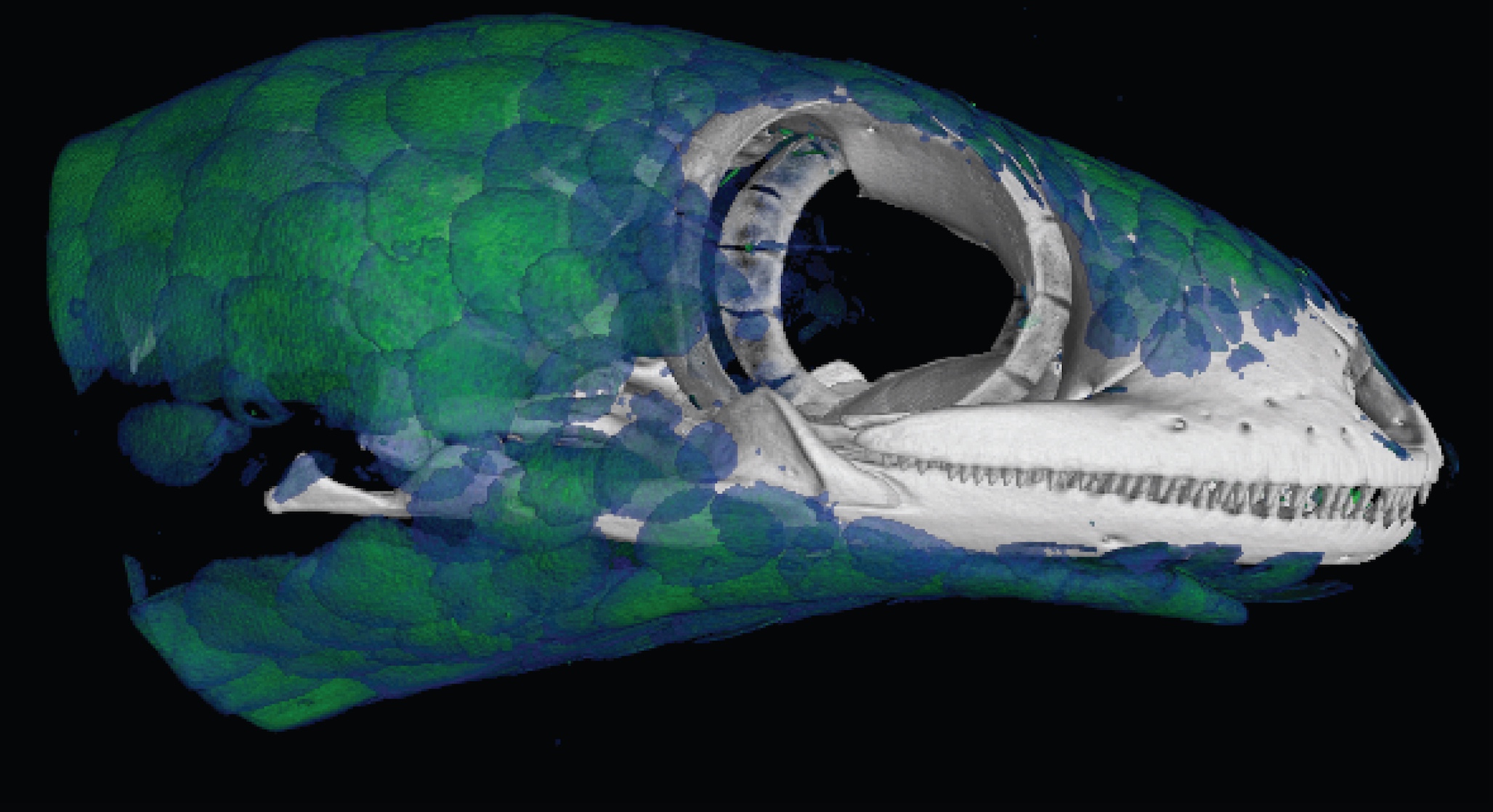 CT scans reveal bony deposits – essentially body armour – in the scales, of fish-scale geckos. Credit: Image by Paluh et al in the African Journal of Herpetology