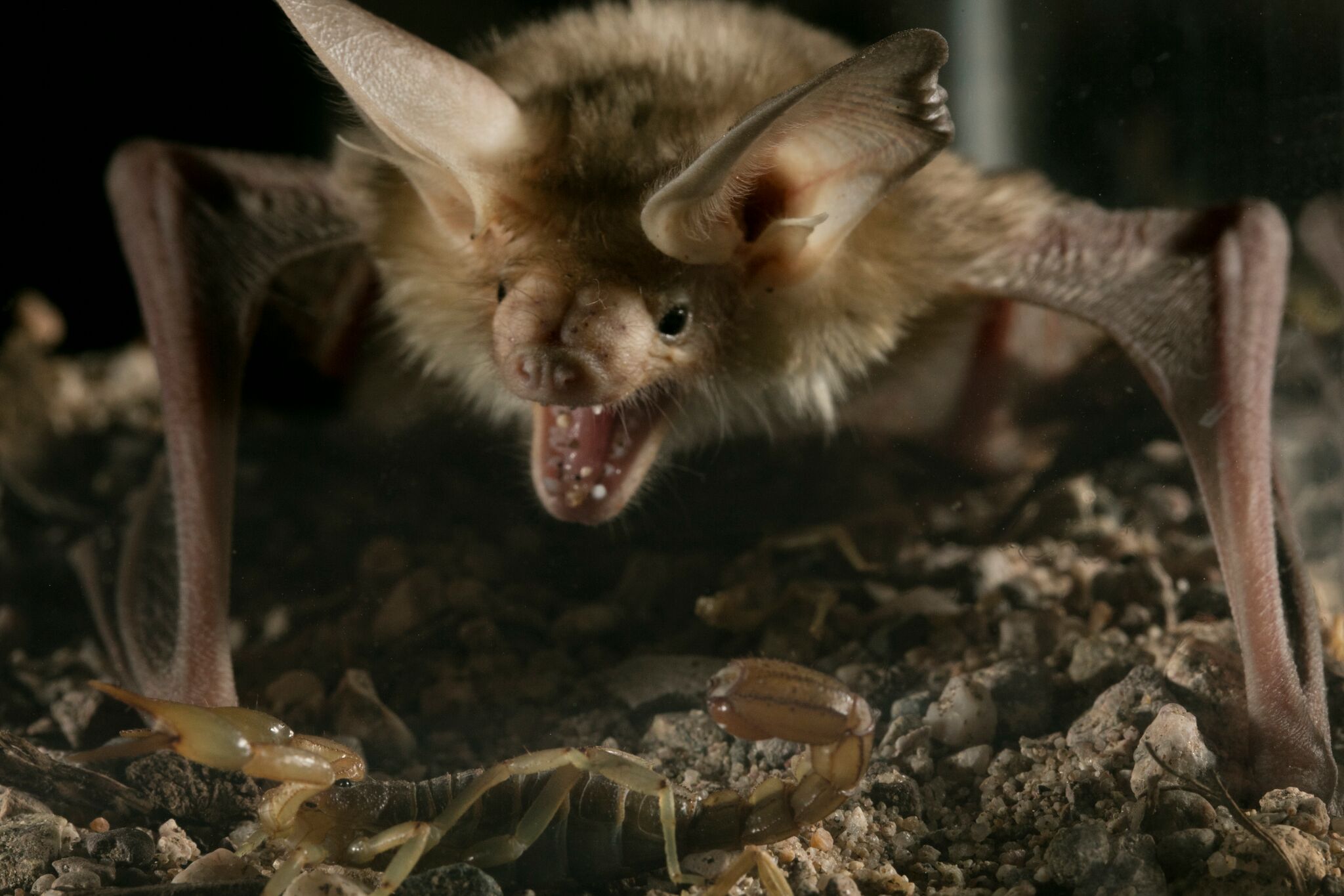 A pallid bat about to strike a giant desert hairy scorpion, which is larger than the Arizona bark scorpion used in the UC Riverside study. Credit: Anand Varma