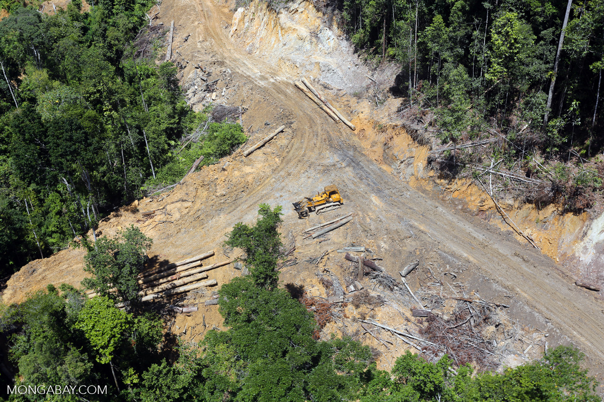 A logging road cuts through a tropical forest in Borneo. Credit: Rhett A. Butler