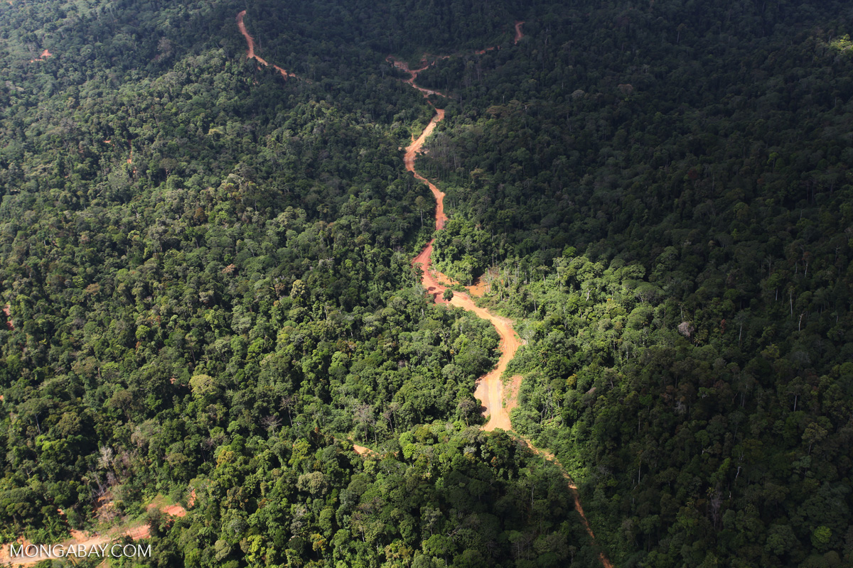 A logging road cuts through a tropical forest in Borneo. Credit: Rhett A. Butler/Mongabay