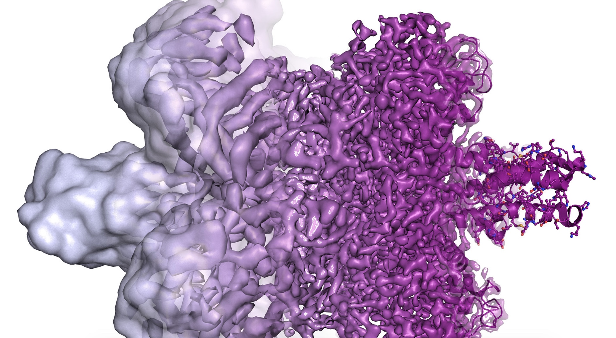 The electron microscope’s resolution has radically improved in the last few years, from mostly showing shapeless blobs (before 2013) to now being able to visualise proteins at atomic resolution. Caption: nobelprize.org; credit: Martin Högbom