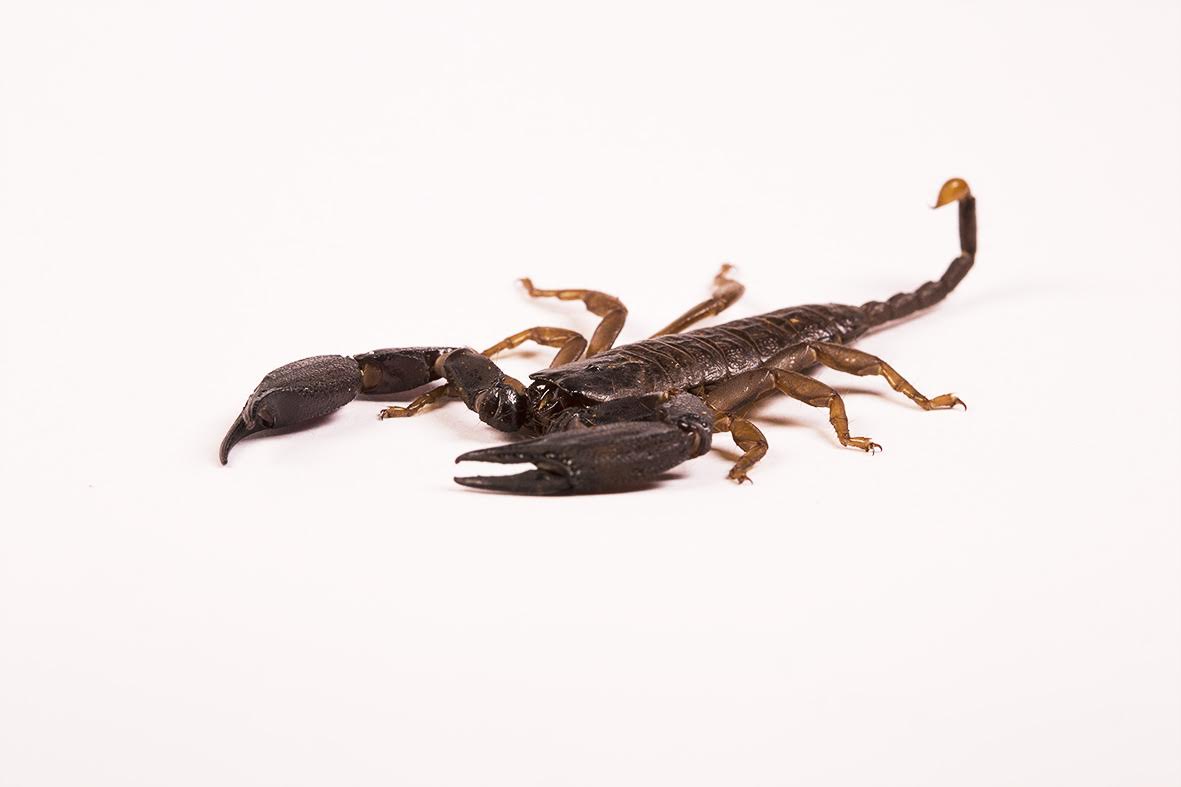 An Australian rainforest scorpion. Credit: David Wilson