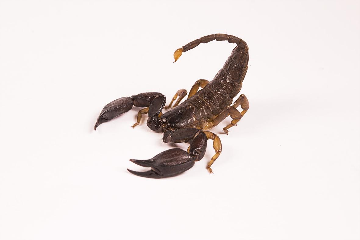 An Australian rainforest scorpion. Credit: David Wilson
