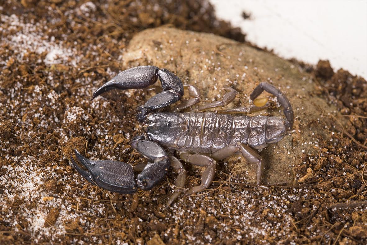 An Australian rainforest scorpion. Credit: David Wilson