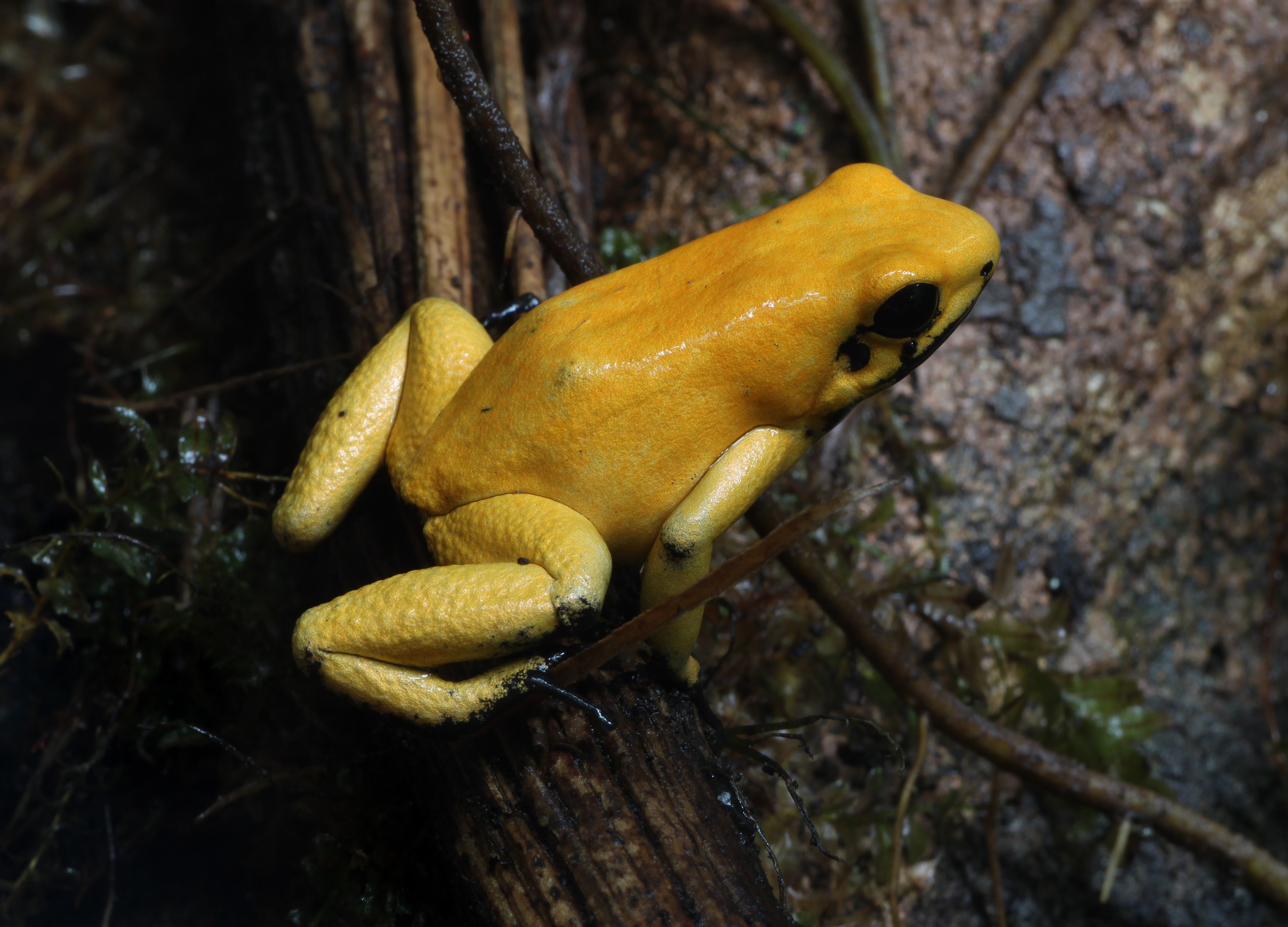Golden poison frog. Credit: H. Krisp./Wikimedia Commons, CC BY SA 4.0